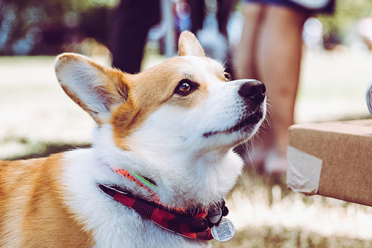 Tips and *Tricks* for Dog Training at Home