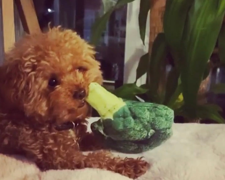 Brocoli Plush Toy 🥦
